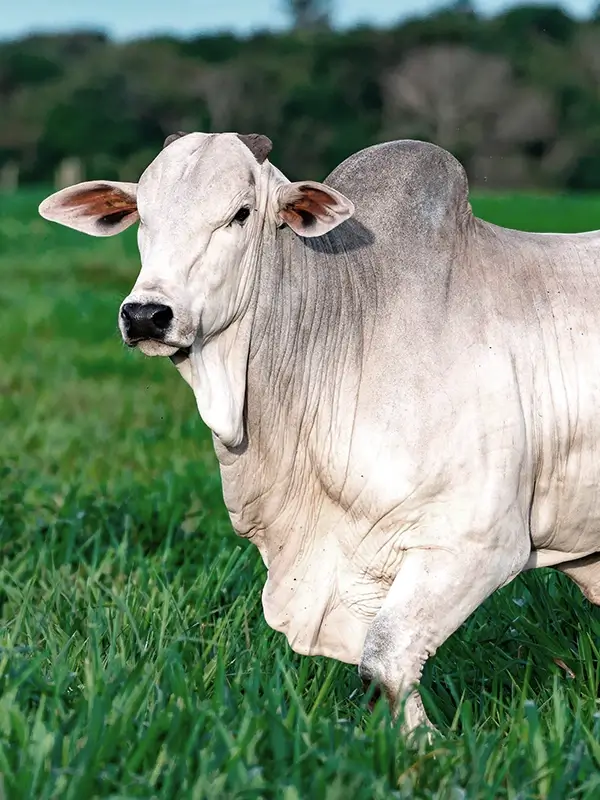 Boi em fase de engorda no pasto