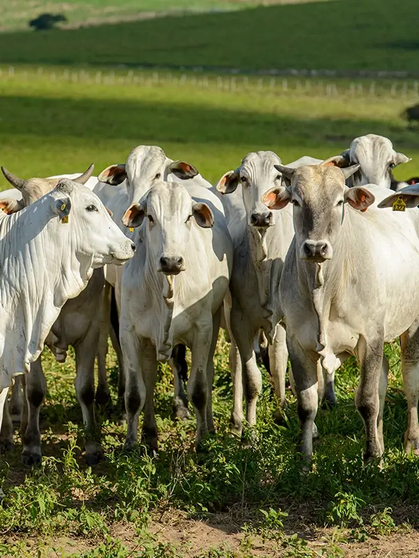Lote de garrotes na fase de recria